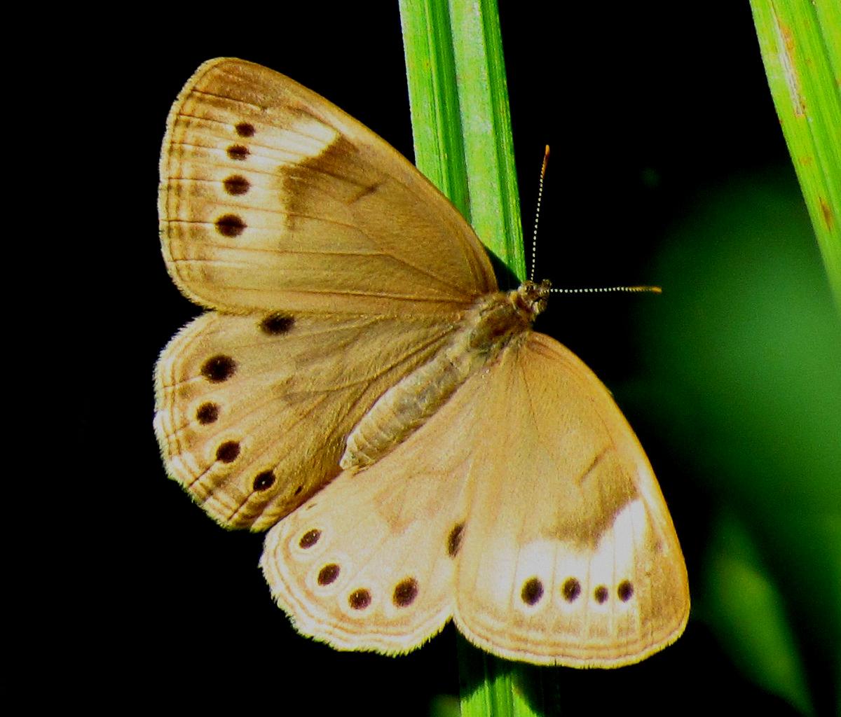 The Symbolic Meaning of the Brown Butterfly A Journey to Deeper