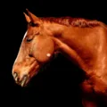 brown horse 1682436982