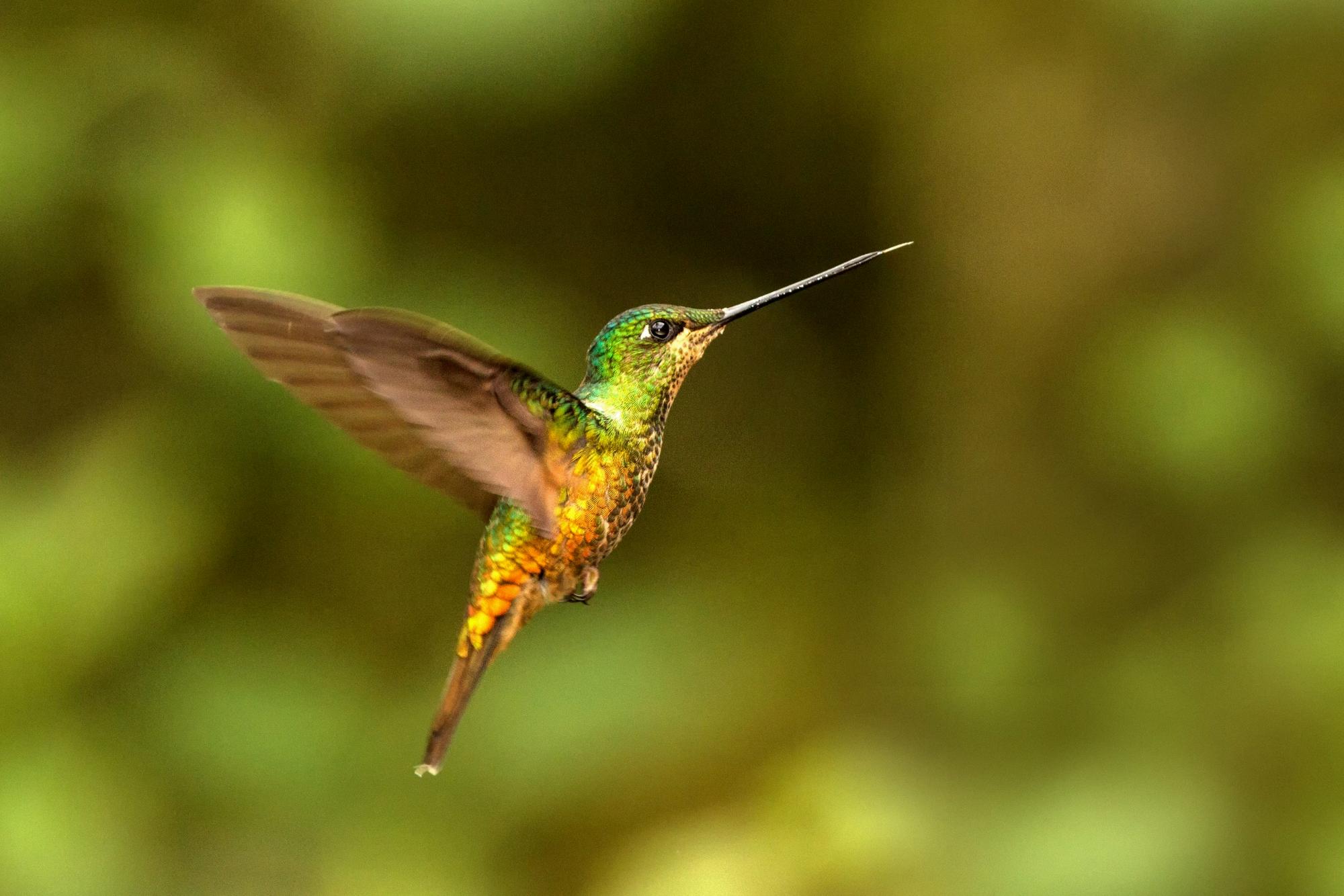 dreaming of a hummingbird